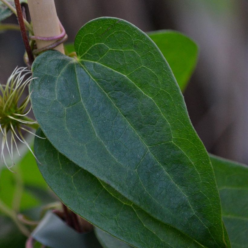 Clématite - Clematis Snow Queen (Foliage)