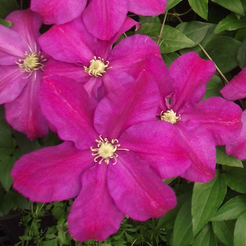 Clématite - Clematis Sunset (Flowering)