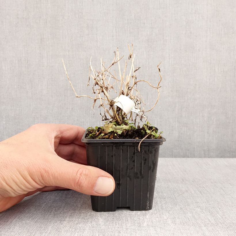 Spécimen de Clématite tangutica Godet de 8/9 cm tel que livré au printemps