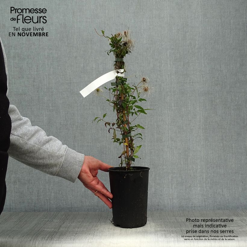 Spécimen de Clématite tangutica Pot de 1,5L/2L tel que livré en automne