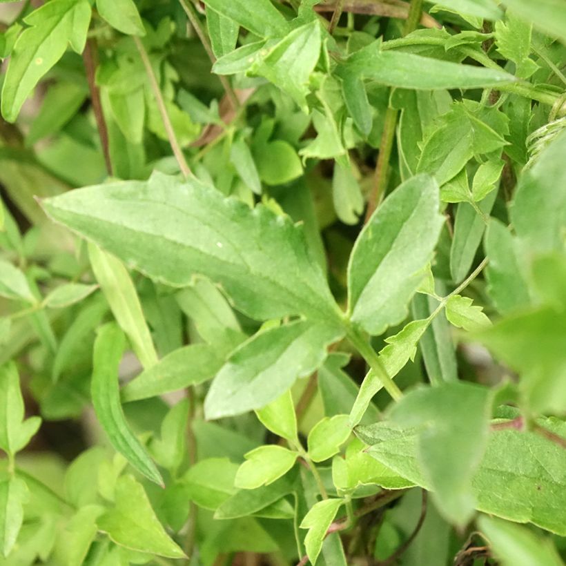 Clématite tangutica (Feuillage)