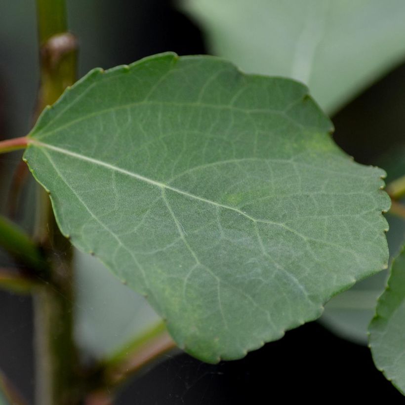 Clématite - Clematis The Vagabond (Foliage)