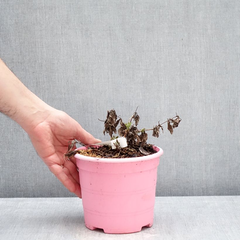 Spécimen de Clématite Tranquilite Pot de 2L/3L tel que livré en hiver