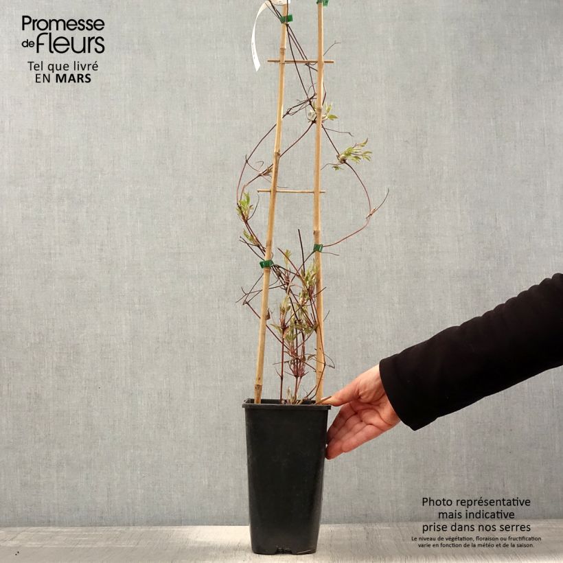 Example of Clématite viticella John Howells Pot de 2L/3L as you get in printemps