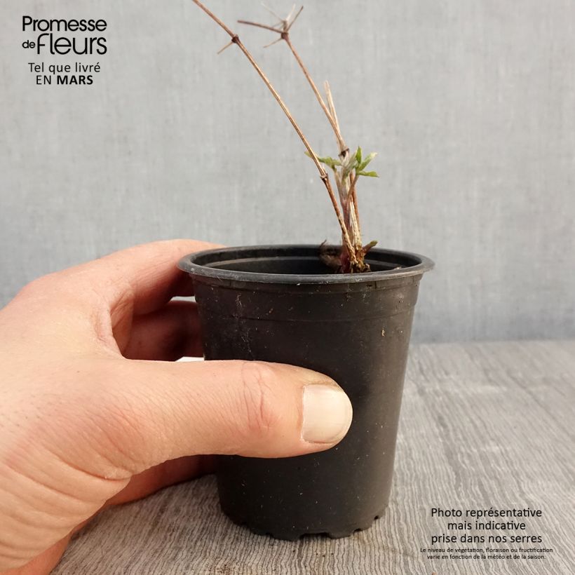 Spécimen de Clématite viticella Purpurea Plena Elegans  Godet de 8/9 cm tel que livré au printemps