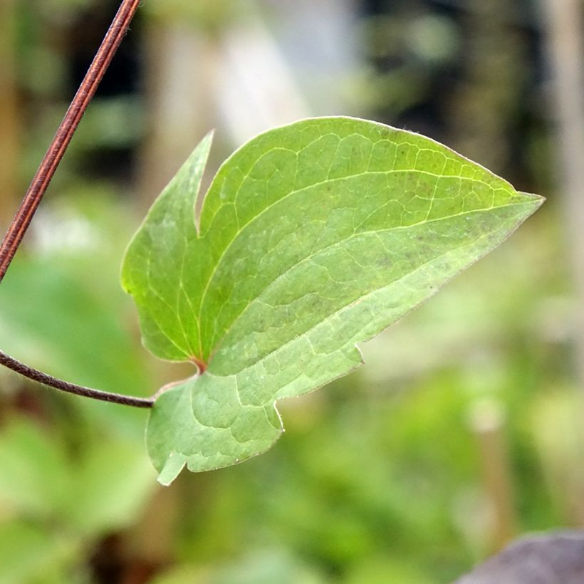 Clématite Vostock (Feuillage)