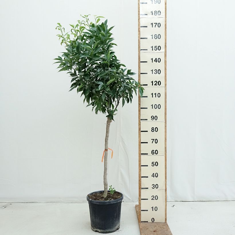 Spécimen de Clémentinier - Citrus clementina Pot de 18L/20L, Demi-Tige, Tige de 90 cm 8/10 tel que livré en automne