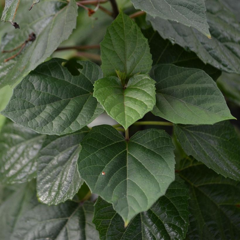 Clerodendrum bungei - Clérodendron de Bunge (Foliage)