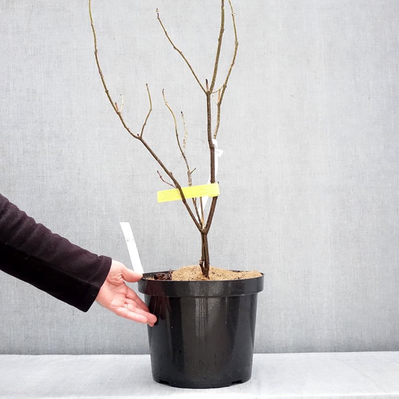 Example of Clerodendrum bungei - Clérodendron de Bunge Pot de 7,5L/10L as you get in hiver