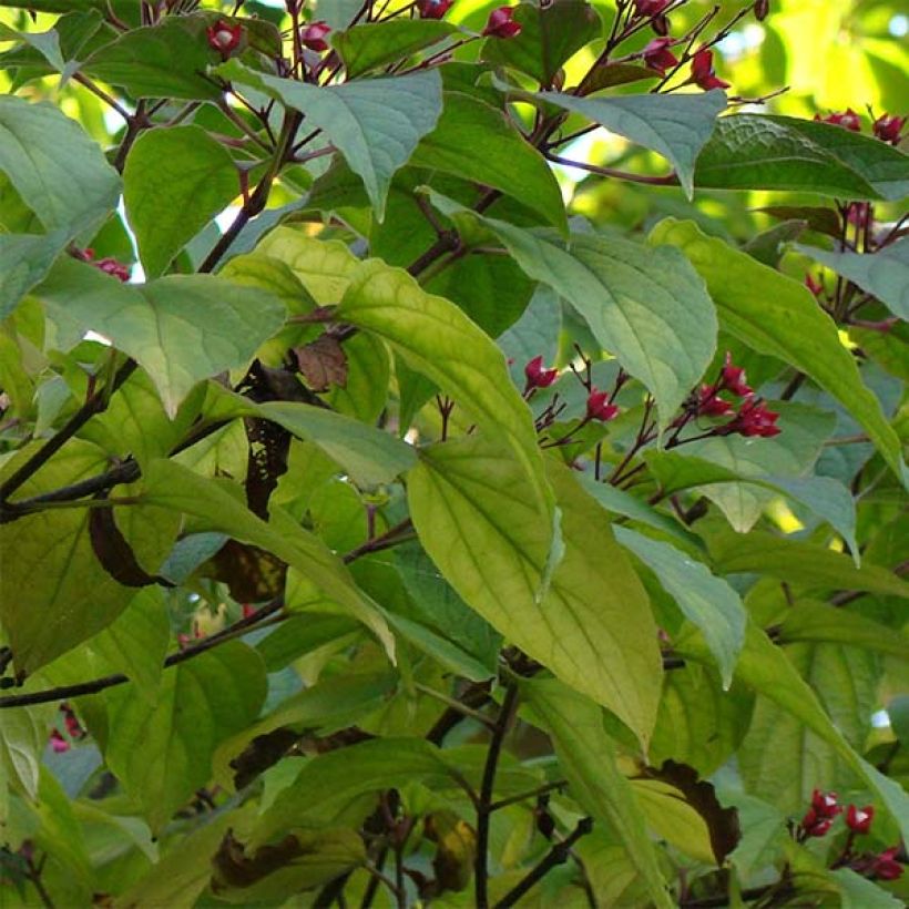 Arbre de la chance - Clerodendrum trichotomum, clérodendron (Foliage)