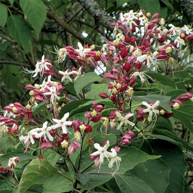 Arbre de la chance - Clerodendrum trichotomum, clérodendron (Flowering)