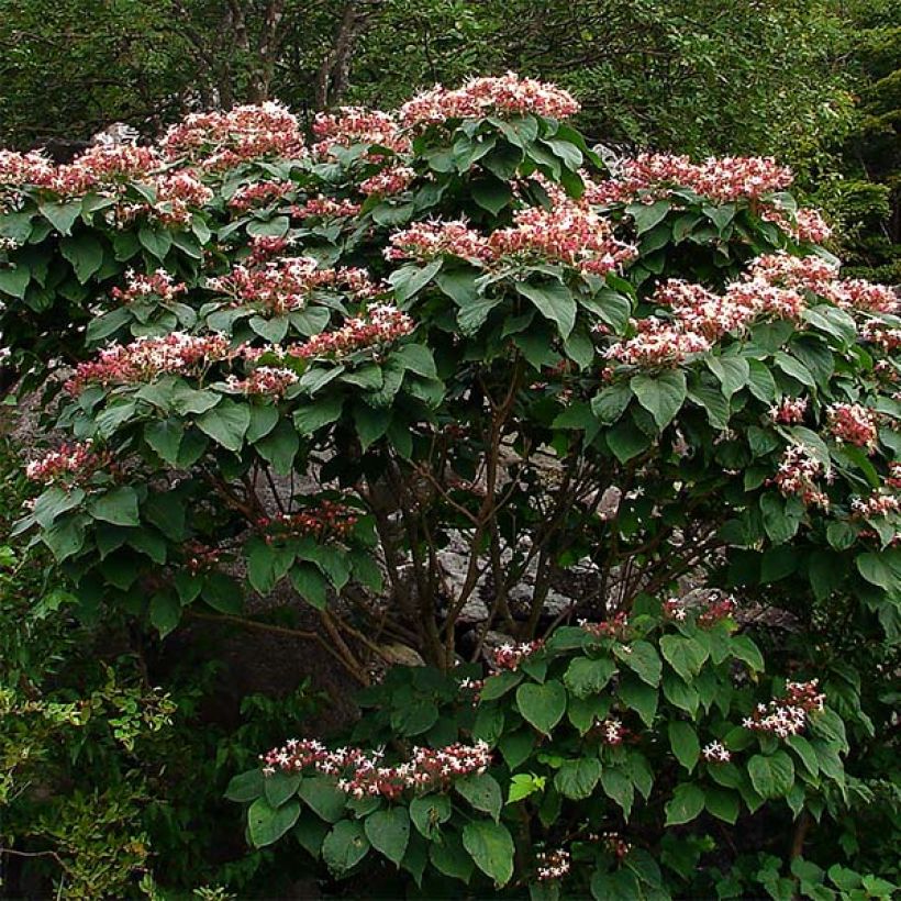 Arbre de la chance - Clerodendrum trichotomum, clérodendron (Plant habit)