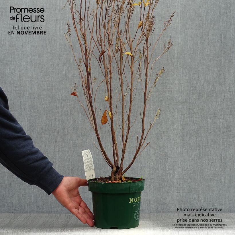 Spécimen de Clethra alnifolia Anne Bidwell Pot de 2L/3L tel que livré en automne