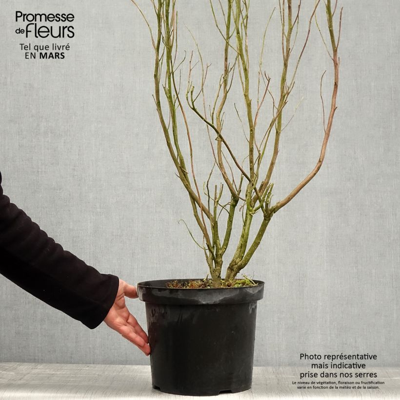 Example of Clethra alnifolia Anne Bidwell Pot de 7,5L/10L as you get in printemps