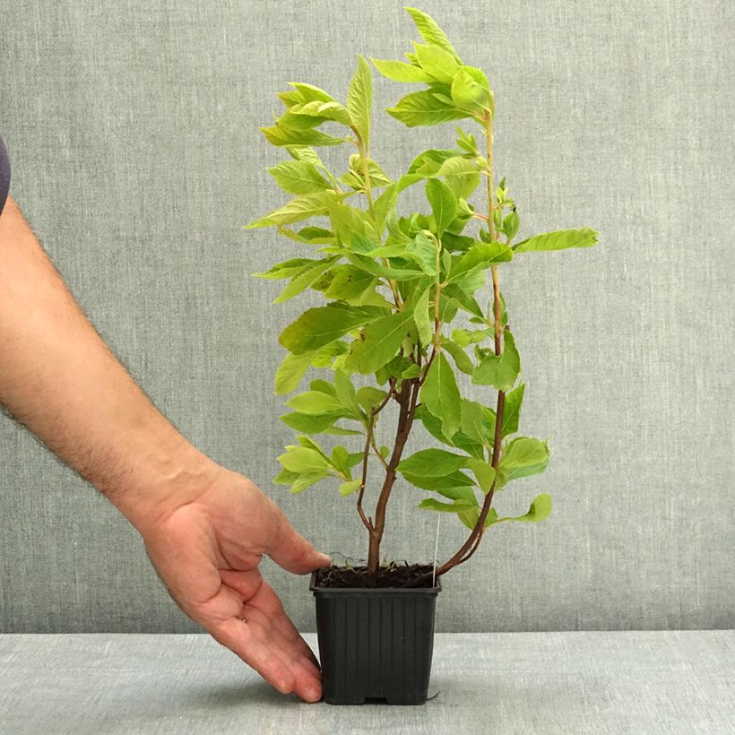 Spécimen de Clethra alnifolia Godet de 8/9 cm tel que livré en été