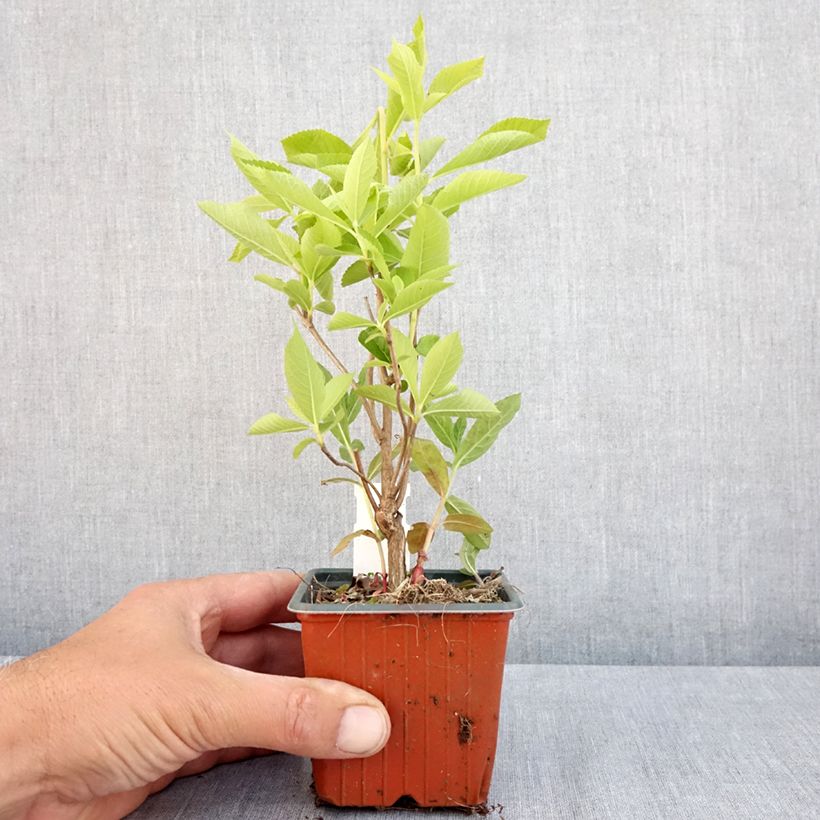 Example of Clethra alnifolia Godet de 8/9 cm as you get in printemps