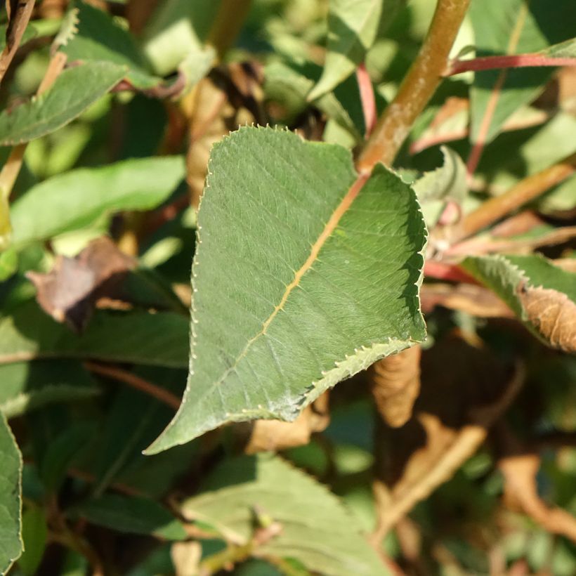 Clethra barbinervis Great Star (Foliage)