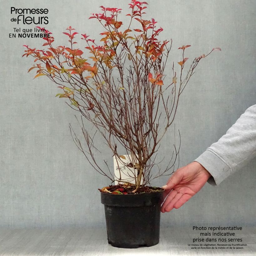 Spécimen de Clethra barbinervis - Clèthre du Japon Pot de 3L/4L tel que livré en automne