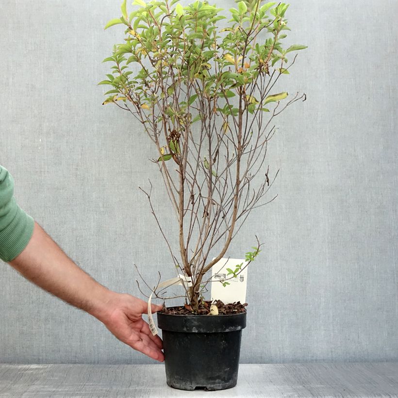 Spécimen de Clethra barbinervis Pot de 3L/4L tel que livré en été