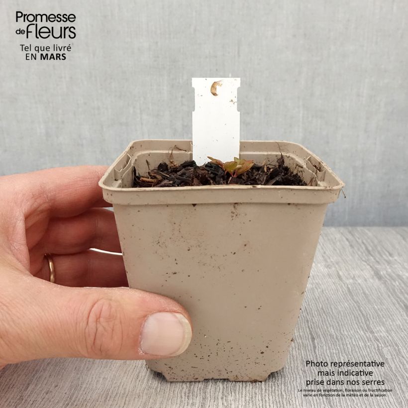 Spécimen de Coeur de Marie - Dicentra spectabilis Ruby Gold  Godet de 8/9 cm tel que livré au printemps