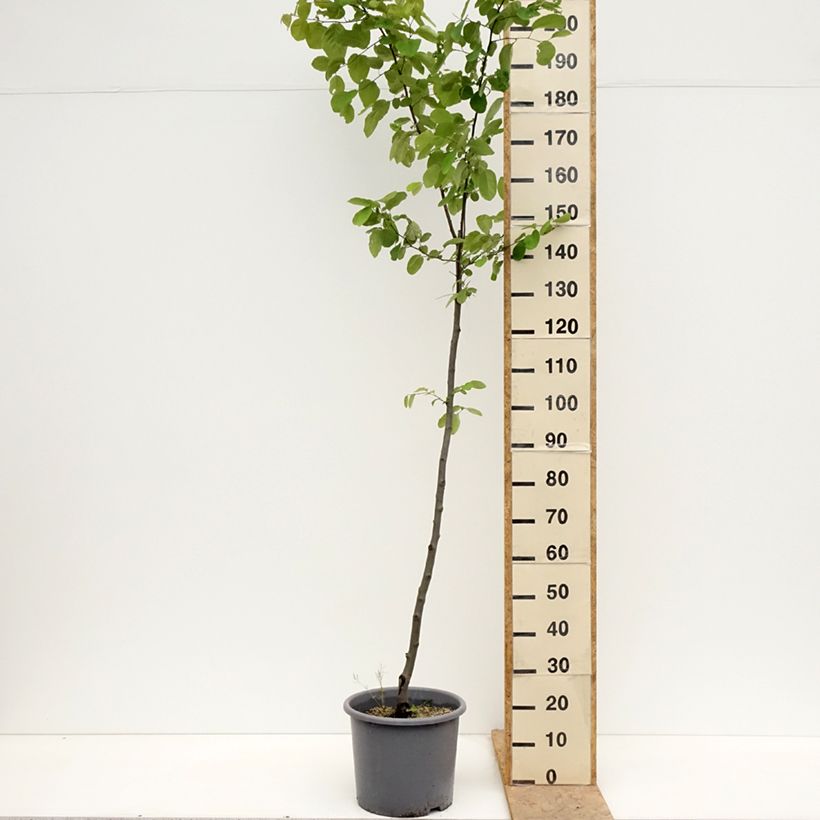 Example of Cognassier Aromatnaya - Cydonia oblonga Pot de 12L/15L as you get in printemps