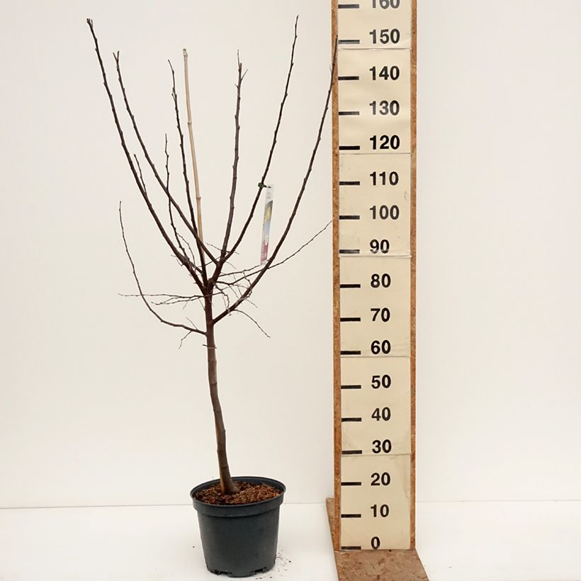 Example of Cognassier Champion Pot de 7,5L/10L, Gobelet as you get in hiver