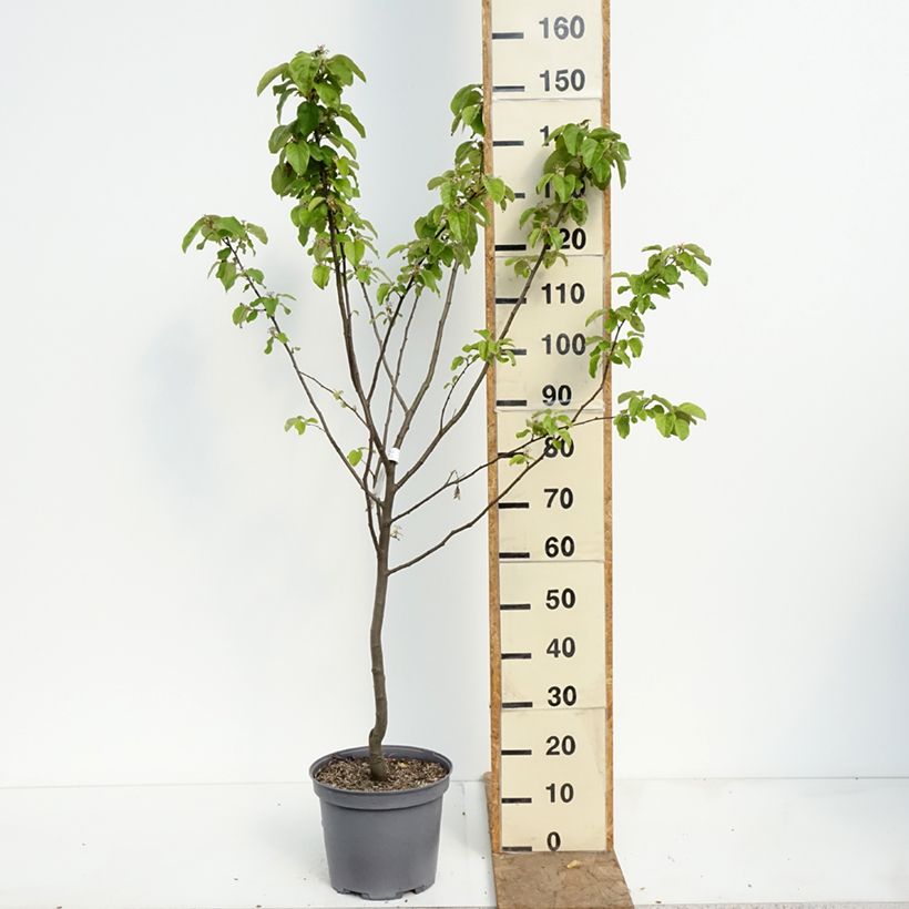 Spécimen de Cognassier Champion Pot de 7,5L/10L, Gobelet tel que livré au printemps