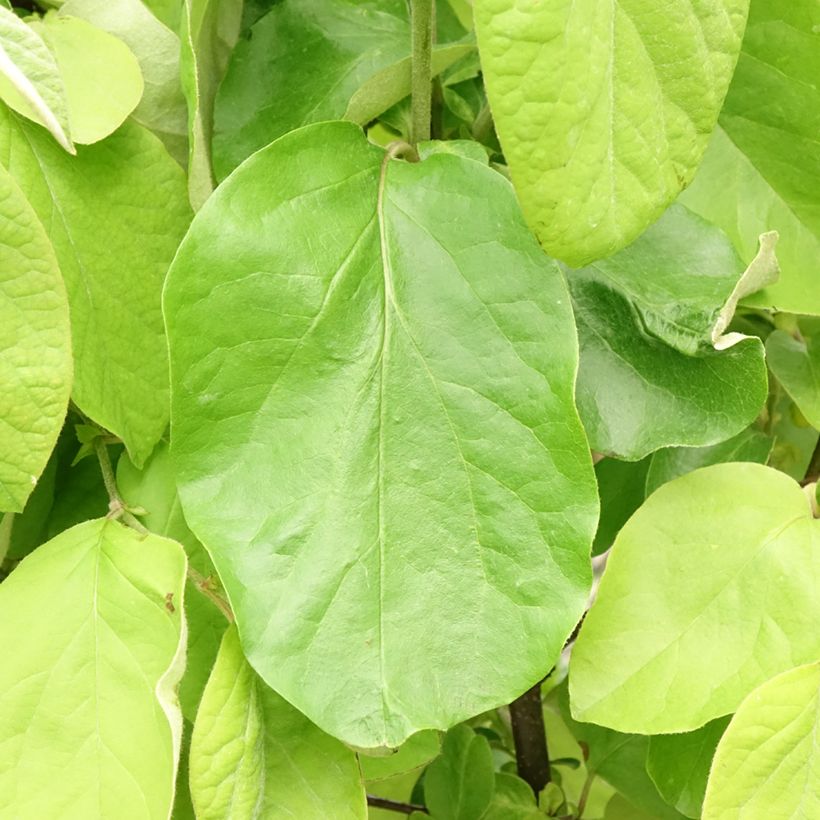 Cognassier commun - Cydonia oblonga Leskovacz (Foliage)