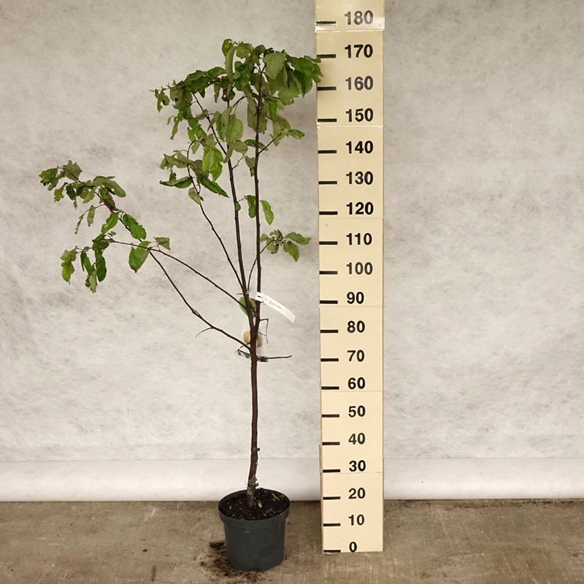 Example of Cognassier commun - Cydonia oblonga Vranja Pot de 7,5L/10L, Demi-Tige as you get in printemps