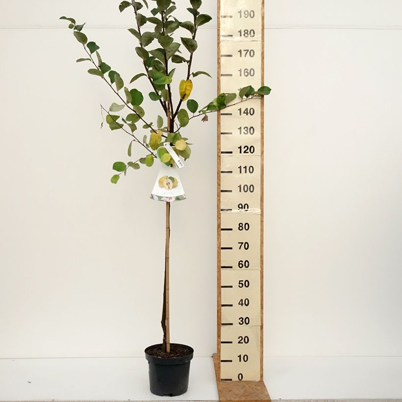 Spécimen de Cognassier commun - Cydonia oblonga Vranja Pot de 7,5L/10L, Demi-Tige tel que livré en automne