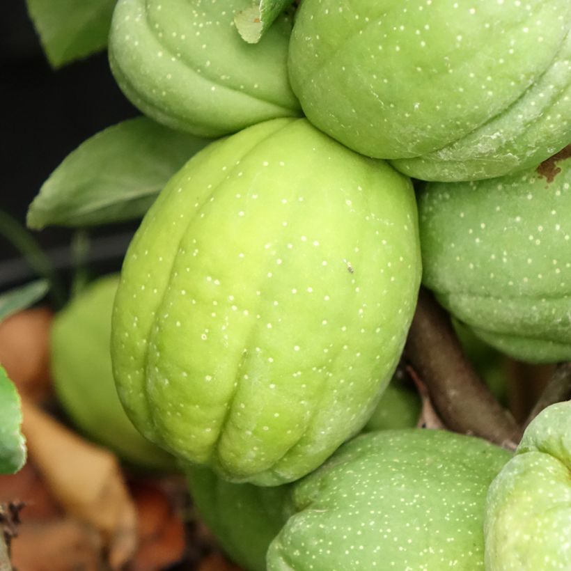 Cognassier du Japon Cameo - Chaenomeles superba  (Récolte)