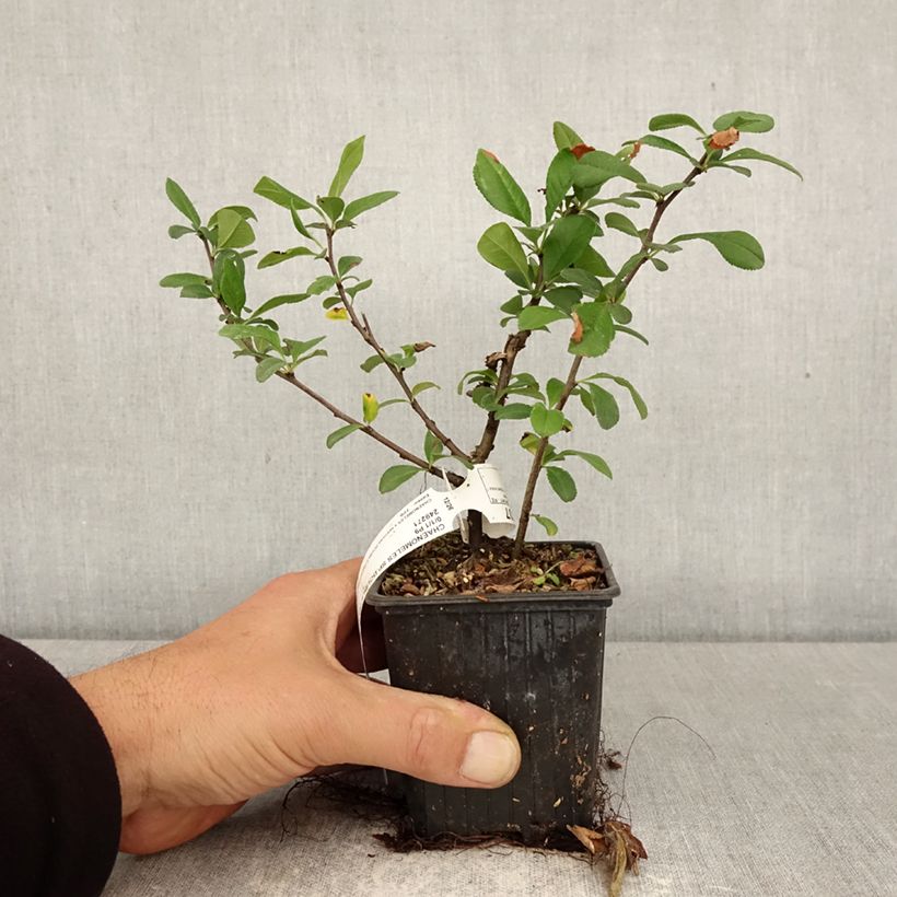 Spécimen de Cognassier du Japon - Chaenomeles speciosa Double Delice Love Godet de 8/9 cm tel que livré au printemps