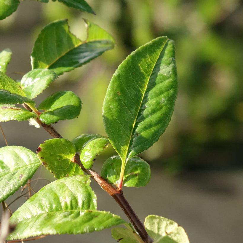 Cognassier du Japon - Chaenomeles speciosa Mango Storm (Foliage)
