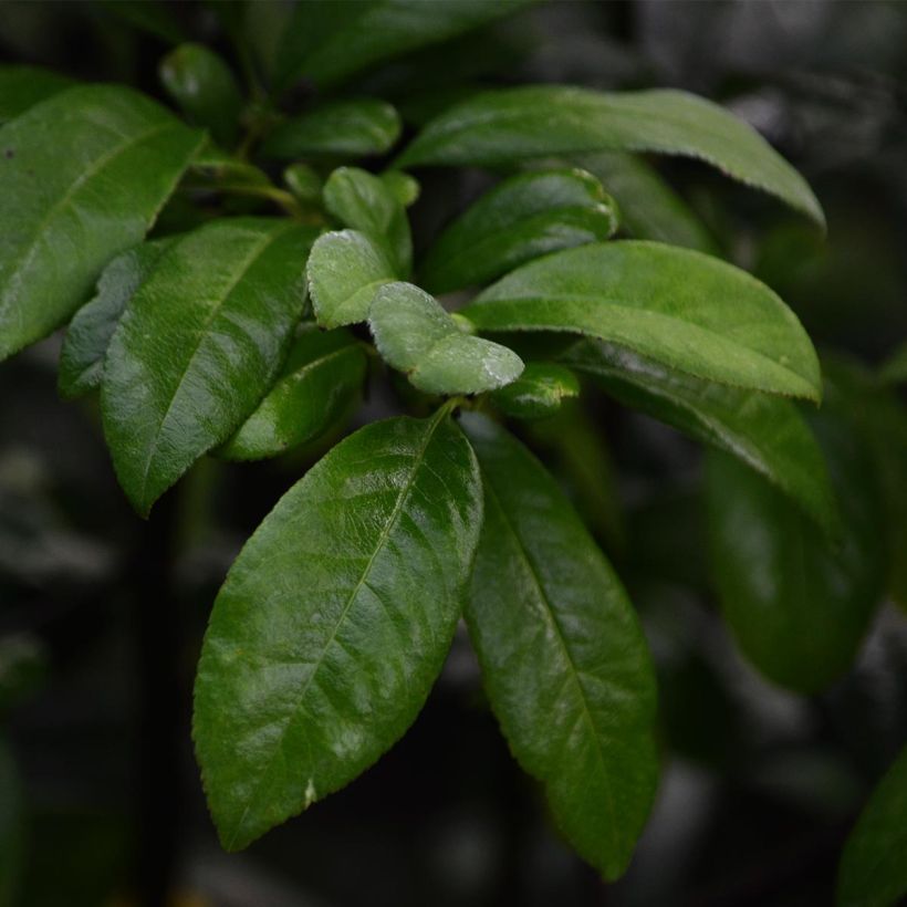 Cognassier du Japon Nivalis - Chaenomeles speciosa  (Foliage)