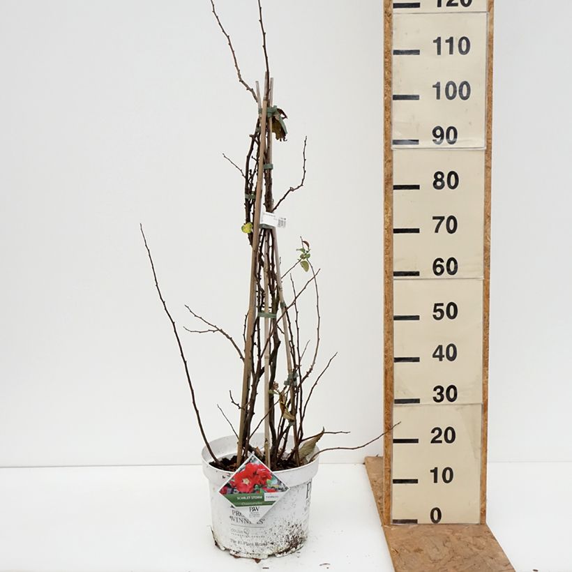 Spécimen de Cognassier du Japon - Chaenomeles speciosa Scarlet Storm   Pot de 7,5L/10L tel que livré en automne