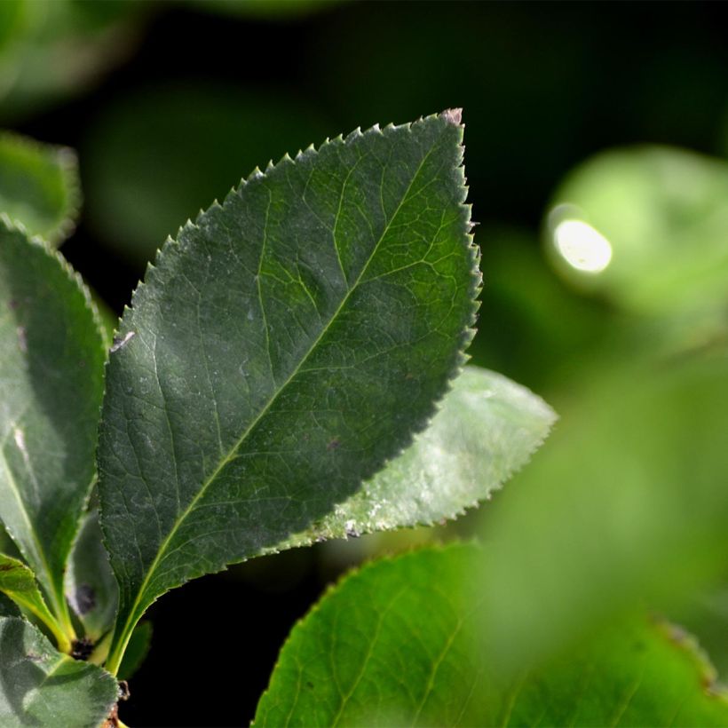 Chaenomeles superba Nicoline - Chaenomeles superba (Foliage)