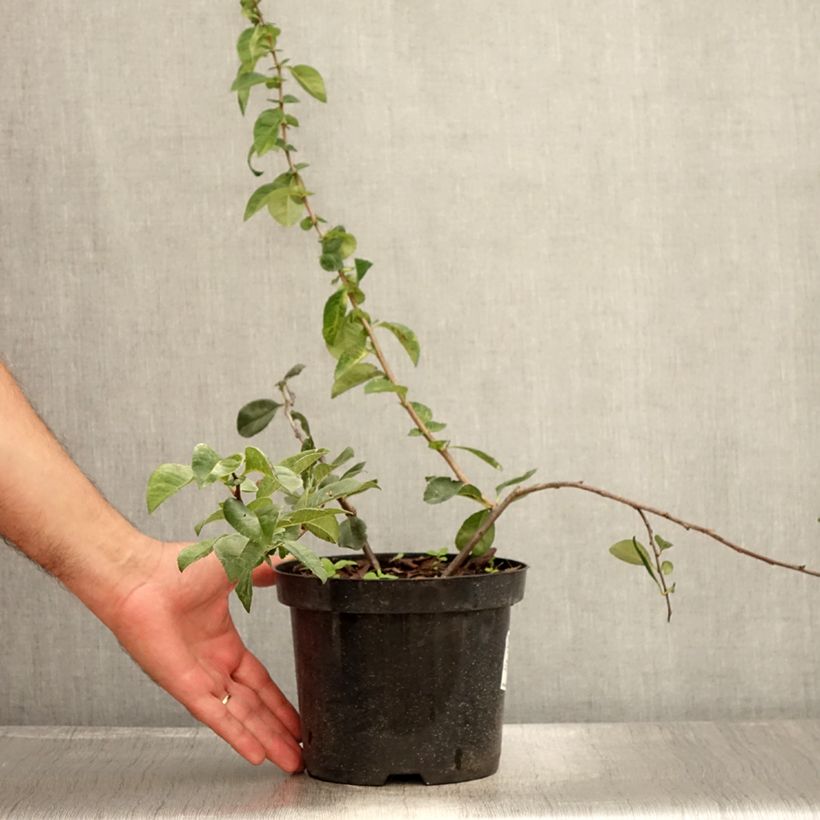 Spécimen de Cognassier du Japon - Chaenomeles x superba Etna Pot de 2L/3L tel que livré en été