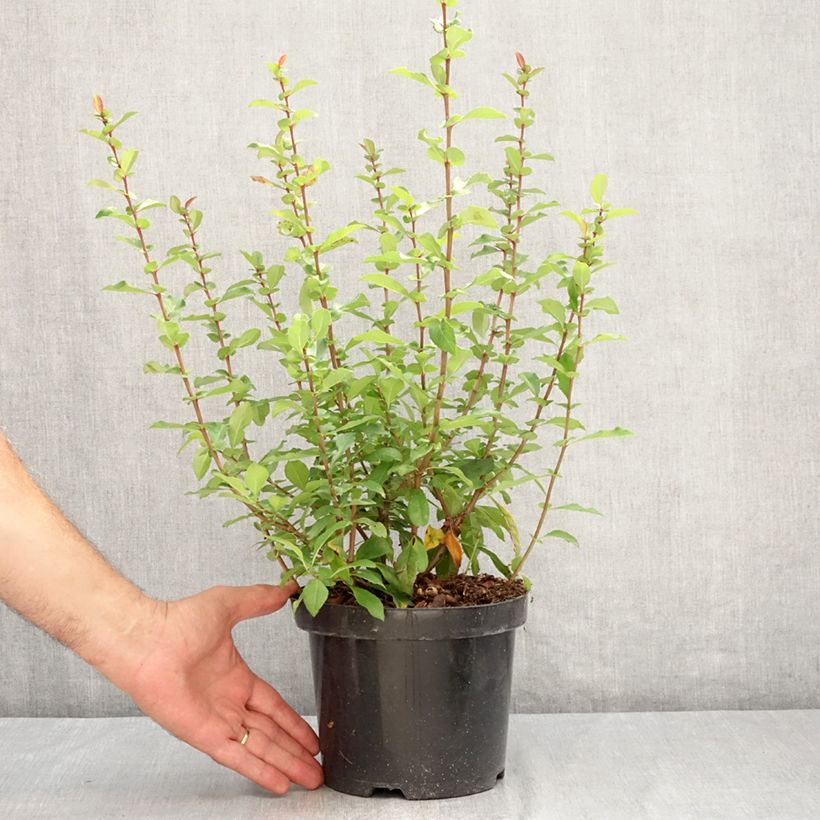 Spécimen de Cognassier du Japon - Chaenomeles x superba Hollandia Pot de 2L/3L tel que livré en été