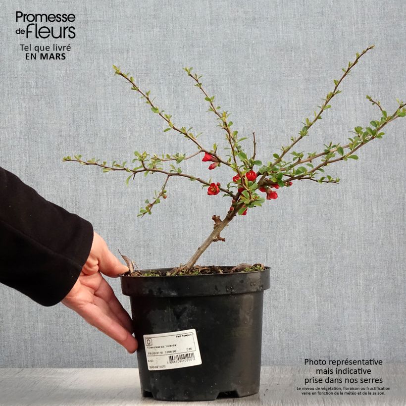 Example of Cognassier du Japon - Chaenomeles x superba Hollandia Pot de 2L/3L as you get in printemps