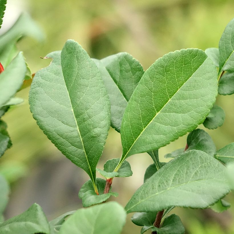 Cognassier du Japon - Chaenomeles x superba Hollandia (Foliage)