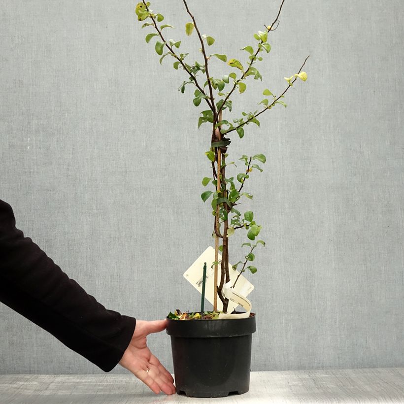 Spécimen de Cognassier du Japon - Chaenomeles x superba Salmon Horizon Pot de 2L/3L tel que livré en automne