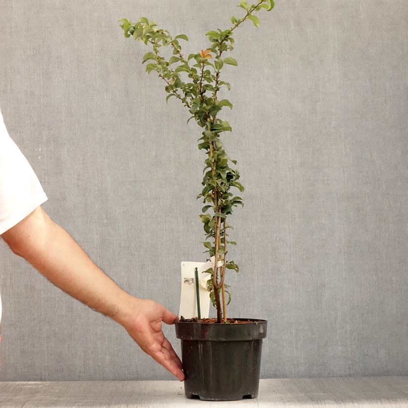 Example of Cognassier du Japon - Chaenomeles x superba Salmon Horizon Pot de 2L/3L as you get in ete