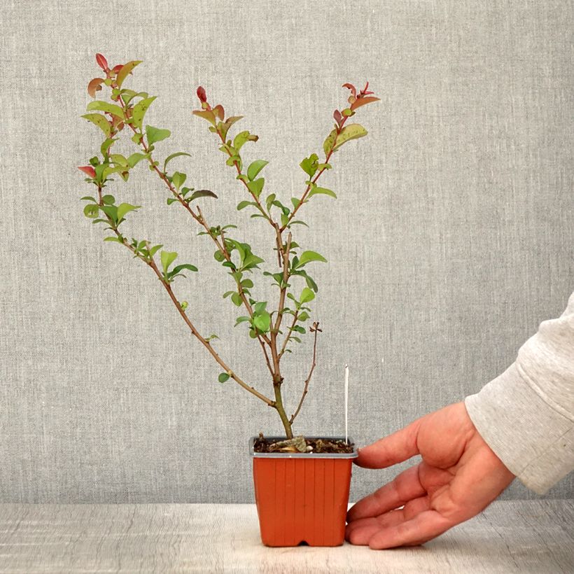 Example of Cognassier du Japon - Chaenomeles x superba Salmon Horizon Godet de 8/9 cm as you get in printemps