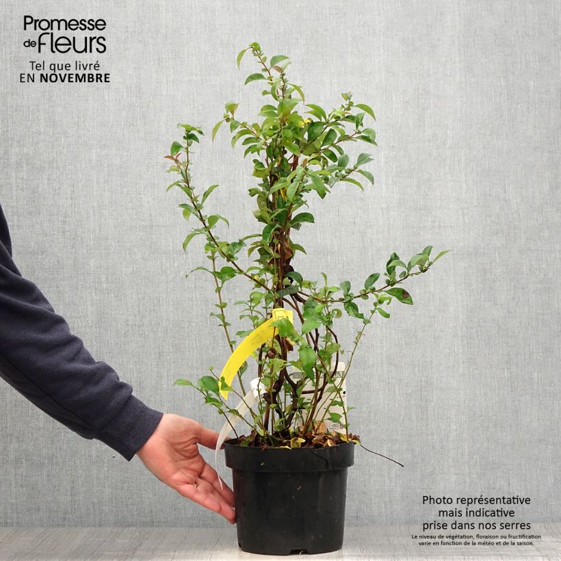 Spécimen de Cognassier du Japon - Chaenomeles x superba Texas Scarlet Pot de 2L/3L tel que livré en automne