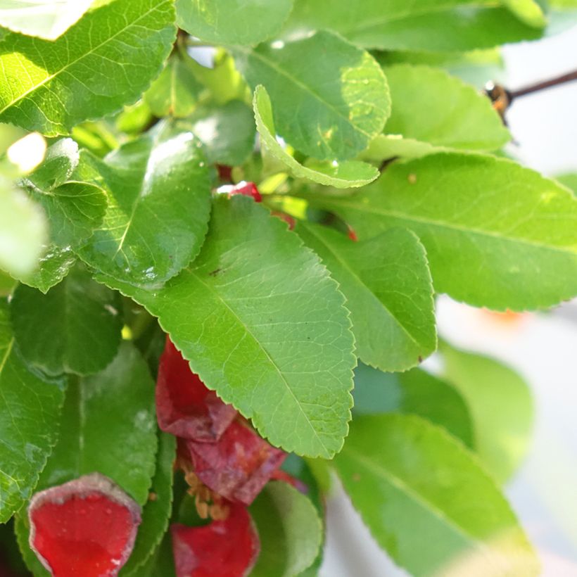 Cognassier du Japon Cido Red - Chaenomeles japonica (Foliage)