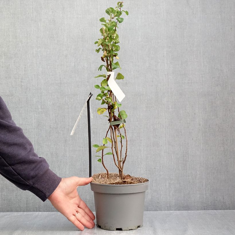Spécimen de Cognassier du Japon Cido Red - Chaenomeles japonica Pot de 2L/3L, Touffe tel que livré en automne
