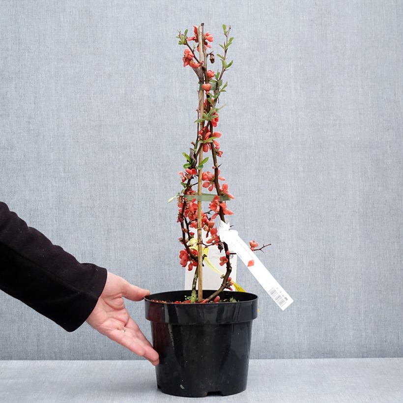 Spécimen de Cognassier du Japon Clementine - Chaenomeles superba Pot de 3L/4L tel que livré au printemps