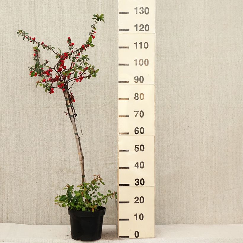 Spécimen de Cognassier du Japon Colour Trail - Chaenomeles x superba  Pot de 3L/4L tel que livré au printemps