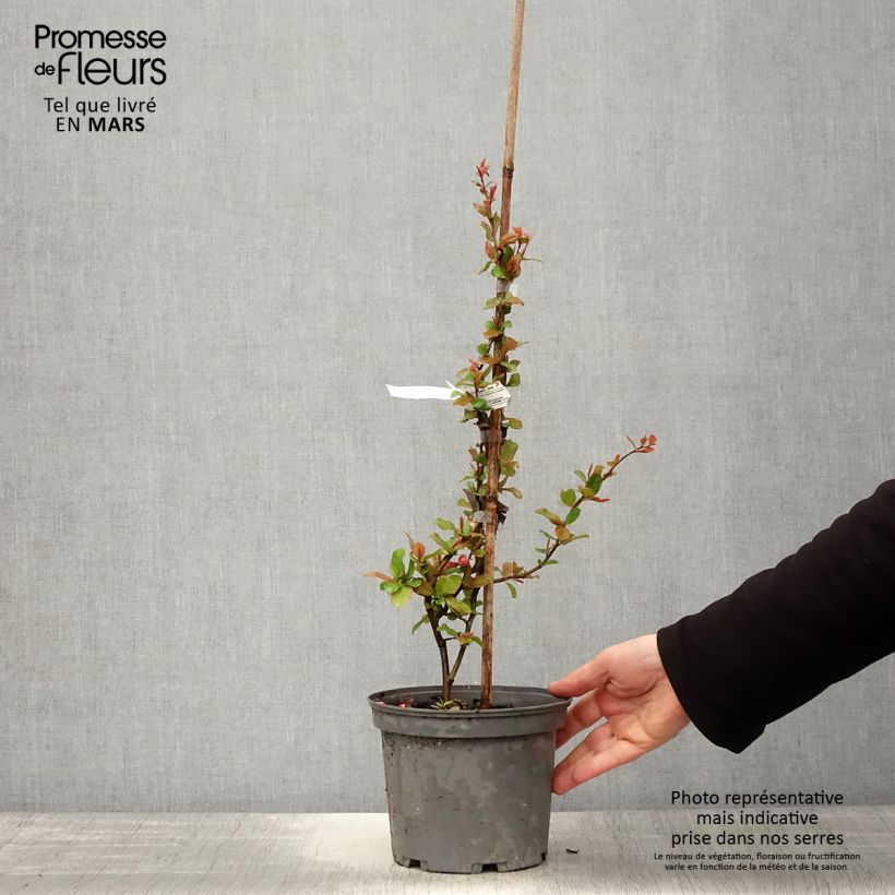 Example of Cognassier du Japon Falconnet Charlet - Chaenomeles speciosa Pot de 2L/3L as you get in printemps