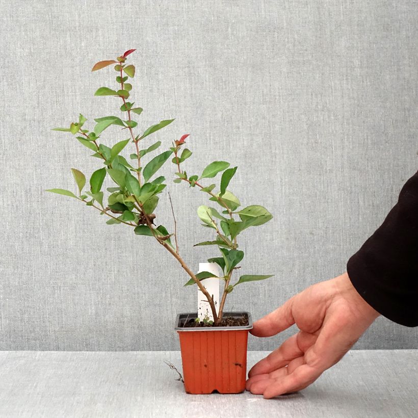 Spécimen de Cognassier du Japon Fire dance - Chaenomeles × superba  Godet de 8/9 cm tel que livré en automne